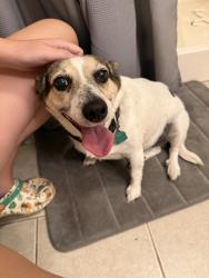Reunited Female Dog last seen Green Acre Rd NE, Rome, GA 30165