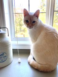 Lost Male Cat last seen Hidden valley drive near Hidden valley school, Calgary, AB T3A 5L6