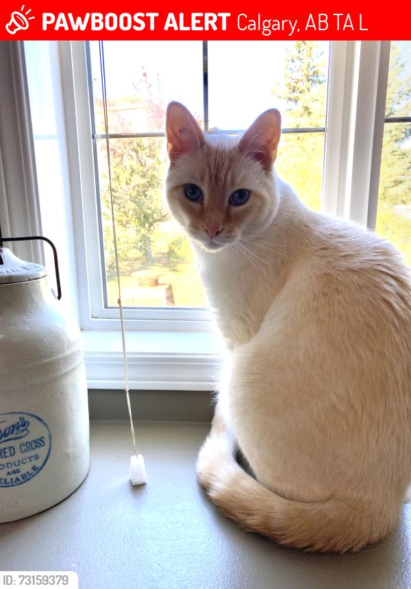 Lost Male Cat last seen Hidden valley drive near Hidden valley school, Calgary, AB T3A 5L6