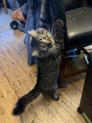 Reunited Male Cat last seen Minnehaha Ave & McKnight Rd, 5-8 Tavern, Maplewood, MN 55119