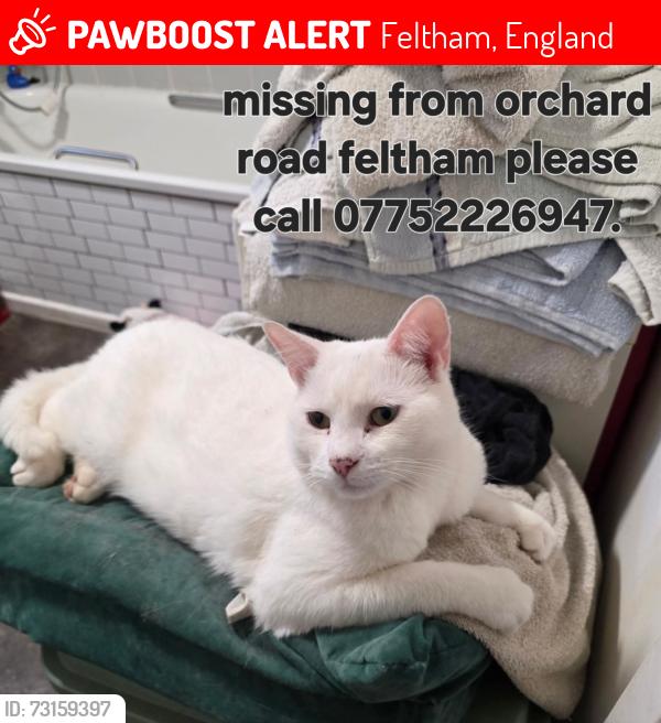 Lost Male Cat last seen Hanover road or asda, Feltham, England 