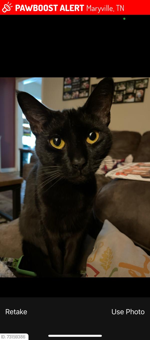 Lost Female Cat last seen Highway 321, Maryville, TN 37801