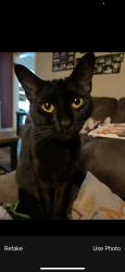 Lost Female Cat last seen Highway 321, Maryville, TN 37801