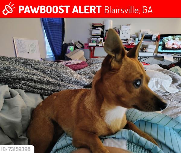 Lost Male Dog last seen Near Allison Cir and better dr, Blairsville, GA 30512