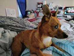 Lost Male Dog last seen Near Allison Cir and better dr, Blairsville, GA 30512