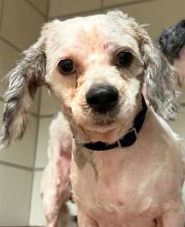 Shelter Stray Male Dog last seen Near BLOCK DENMARK ST, 3528 Newburg Rd, Louisville, KY 40218, USA