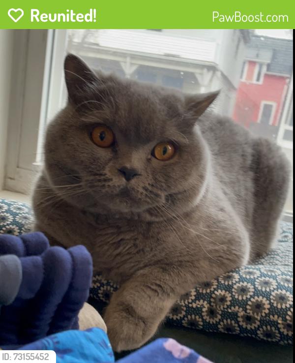 Reunited Male Cat last seen Linea Cambridge apmts, Cambridge, MA 02140