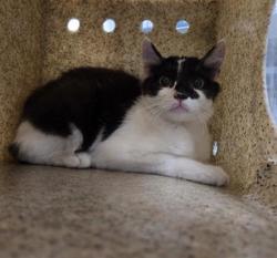 Shelter Stray Unknown Cat last seen , 600 Aviation Dr, Camarillo, CA 93010, USA