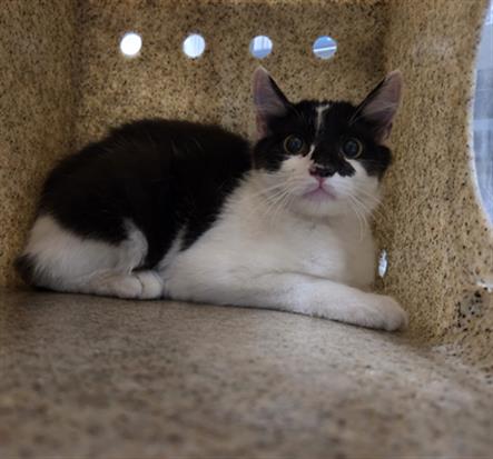 Shelter Stray Unknown Cat last seen , 600 Aviation Dr, Camarillo, CA 93010, USA