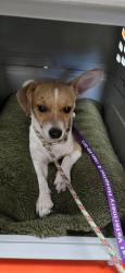 Reunited Male Dog last seen Brown Road/Greenfield, Mesa, AZ 85205