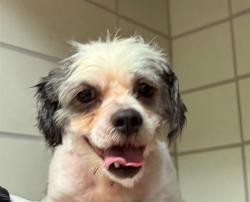 Shelter Stray Male Dog last seen Near BLOCK DENMARK ST, 3528 Newburg Rd, Louisville, KY 40218, USA
