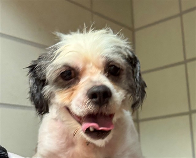 Shelter Stray Male Dog last seen Near BLOCK DENMARK ST, 3528 Newburg Rd, Louisville, KY 40218, USA