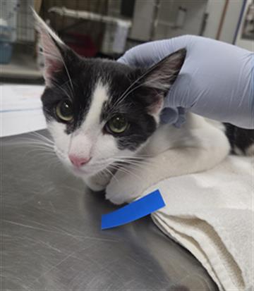 Shelter Stray Male Cat last seen , 600 Aviation Dr, Camarillo, CA 93010, USA