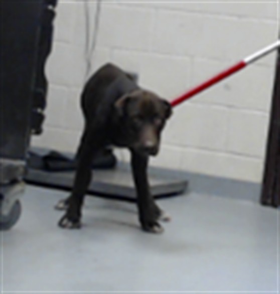 Shelter Stray Male Dog last seen , 4704 Corporation Dr, Fayetteville, NC 28306, USA