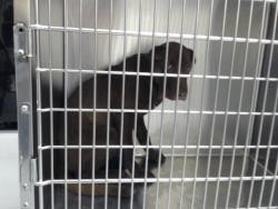 Shelter Stray Male Dog last seen , 4704 Corporation Dr, Fayetteville, NC 28306, USA