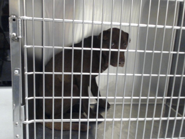 Shelter Stray Male Dog last seen , 4704 Corporation Dr, Fayetteville, NC 28306, USA