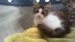 Shelter Stray Female Cat last seen CHARLOTTE, 8315 Byrum Dr, Charlotte, NC 28217, USA