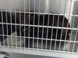 Shelter Stray Female Dog last seen , 4704 Corporation Dr, Fayetteville, NC 28306, USA