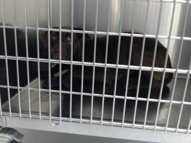 Shelter Stray Female Dog last seen , 4704 Corporation Dr, Fayetteville, NC 28306, USA