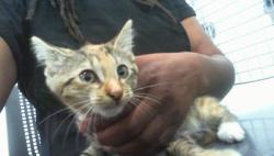 Shelter Stray Female Cat last seen CHARLOTTE, 8315 Byrum Dr, Charlotte, NC 28217, USA