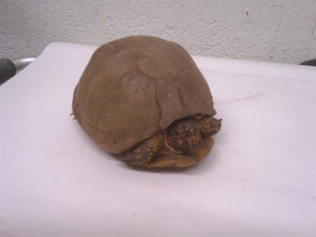 Shelter Stray Unknown Reptile last seen AVENIDA ROSA AND MAIN ST, 130 Beyer Way, Chula Vista, CA 91911, USA