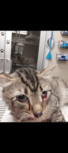 Shelter Stray Male Cat last seen , 130 Beyer Way, Chula Vista, CA 91911, USA