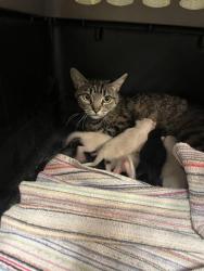 Shelter Stray Female Cat last seen Near BLOCK CAROL WAY, HEMET CITY, 581 S Grand Ave, San Jacinto, CA 92582, USA