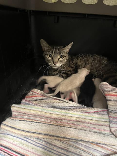 Shelter Stray Female Cat last seen Near BLOCK CAROL WAY, HEMET CITY, 581 S Grand Ave, San Jacinto, CA 92582, USA