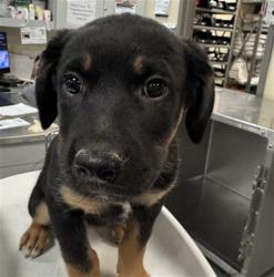 Shelter Stray Female Dog last seen N SANDERSON AVE /COMMONWEALTH AVE, HEMET, CA, 92545, 581 S Grand Ave, San Jacinto, CA 92582, USA
