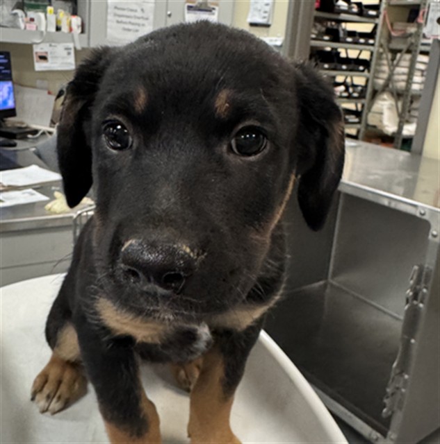 Shelter Stray Female Dog last seen N SANDERSON AVE /COMMONWEALTH AVE, HEMET, CA, 92545, 581 S Grand Ave, San Jacinto, CA 92582, USA