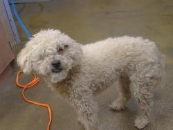 Shelter Stray Male Dog last seen GRATIA AVE/SAINT GEORGE DR, 95821, 3839 Bradshaw Rd, Sacramento, CA 95827, USA