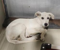 Shelter Stray Male Dog last seen Near BLOCK E PANAMA LN, BAKERSFIELD CA 93307, 3951 Fruitvale Ave, Bakersfield, CA 93308, USA