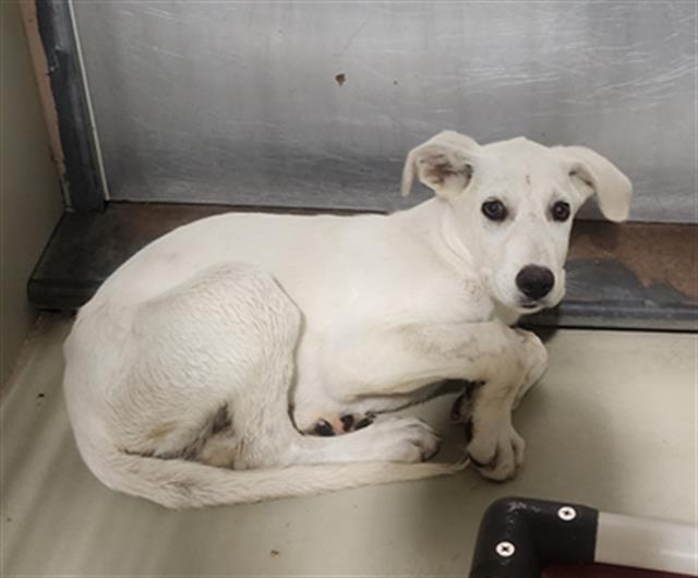 Shelter Stray Male Dog last seen Near BLOCK E PANAMA LN, BAKERSFIELD CA 93307, 3951 Fruitvale Ave, Bakersfield, CA 93308, USA
