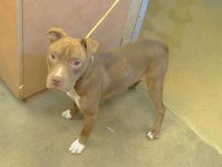 Shelter Stray Male Dog last seen SAMPSON BLVD/MORNINGSTAR DR, 95825, 3839 Bradshaw Rd, Sacramento, CA 95827, USA