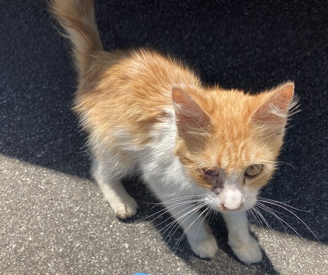 Shelter Stray Male Cat last seen Near BLOCK OF ELGERS ST CERRITOS, CA 90703, Cerritos, CA 90703, USA