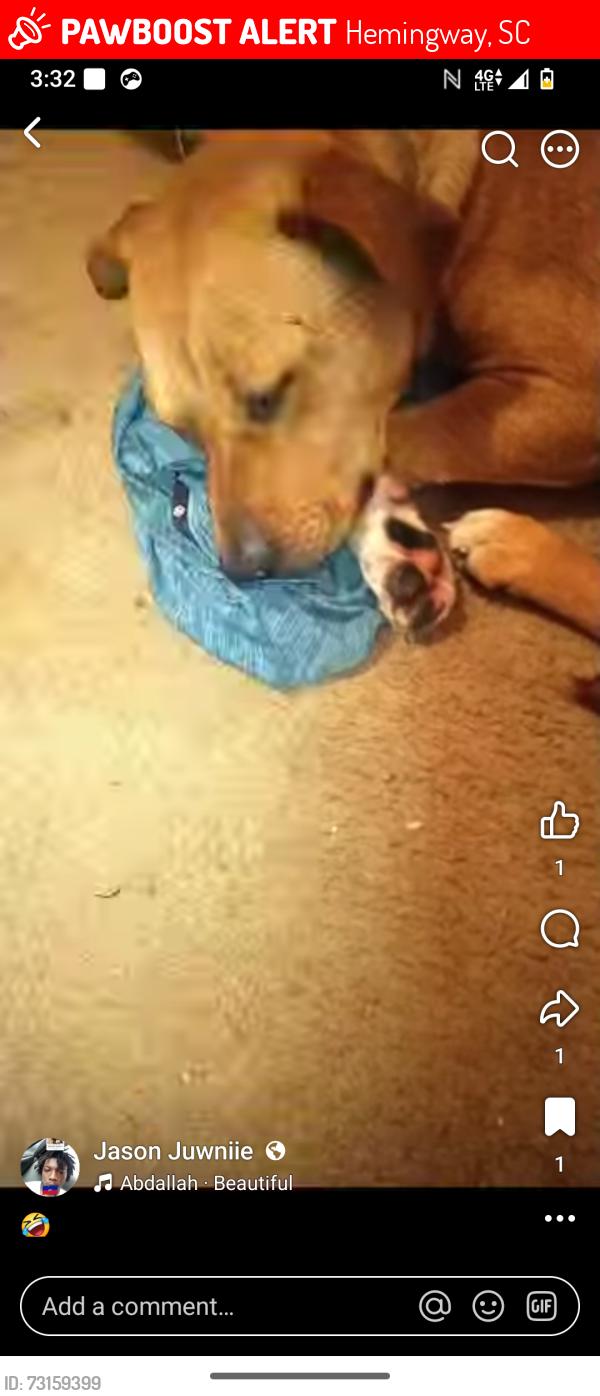 Lost Male Dog last seen Near quail rd, Hemingway, SC 29554