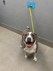 Shelter Stray Male Dog last seen Near BLOCK QUAKER RIDGE RD, LAS VEGAS NV 89142, 655 N Mojave Rd, Las Vegas, NV 89101, USA