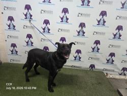 Shelter Stray Male Dog last seen , 2769 Conroy Rd, Orlando, FL 32839, USA