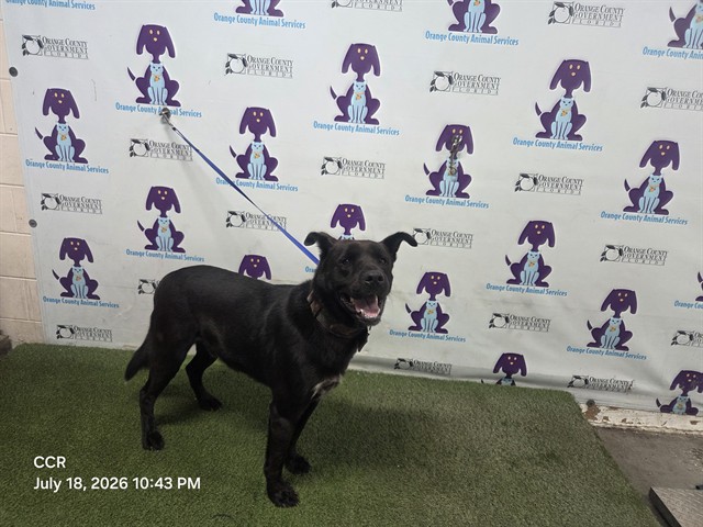 Shelter Stray Male Dog last seen , 2769 Conroy Rd, Orlando, FL 32839, USA