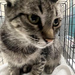 Shelter Stray Female Cat last seen Near BLK OF N LAMB, 655 N Mojave Rd, Las Vegas, NV 89101, USA