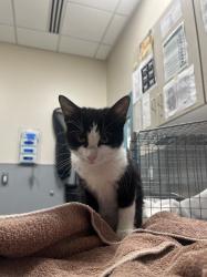 Shelter Stray Female Cat last seen Near BLK OF N LAMB, 655 N Mojave Rd, Las Vegas, NV 89101, USA