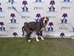 Shelter Stray Male Dog last seen , 2769 Conroy Rd, Orlando, FL 32839, USA