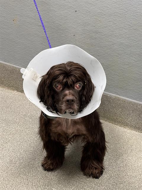 Shelter Stray Male Dog last seen VEGAS VALLEY DR & MOUNTAIN VISTA ST, 655 N Mojave Rd, Las Vegas, NV 89101, USA