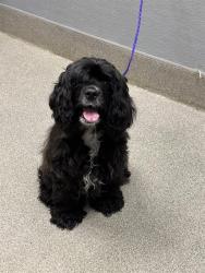 Shelter Stray Female Dog last seen VEGAS VALLEY DR & MOUNTAIN VISTA ST, 655 N Mojave Rd, Las Vegas, NV 89101, USA