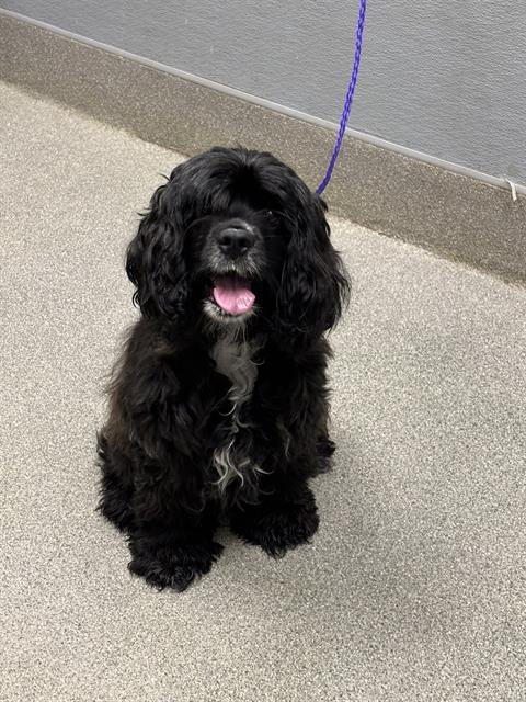 Shelter Stray Female Dog last seen VEGAS VALLEY DR & MOUNTAIN VISTA ST, 655 N Mojave Rd, Las Vegas, NV 89101, USA