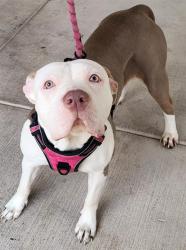 Shelter Stray Female Dog last seen Near BLOCK S LAS VEGAS BLVD, LAS VEGAS NV 89123, 655 N Mojave Rd, Las Vegas, NV 89101, USA