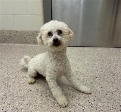 Shelter Stray Male Dog last seen Near BLOCK WASHINGTON CENTER PKWY, 12155 Park Blvd, Brighton, CO 80601, USA