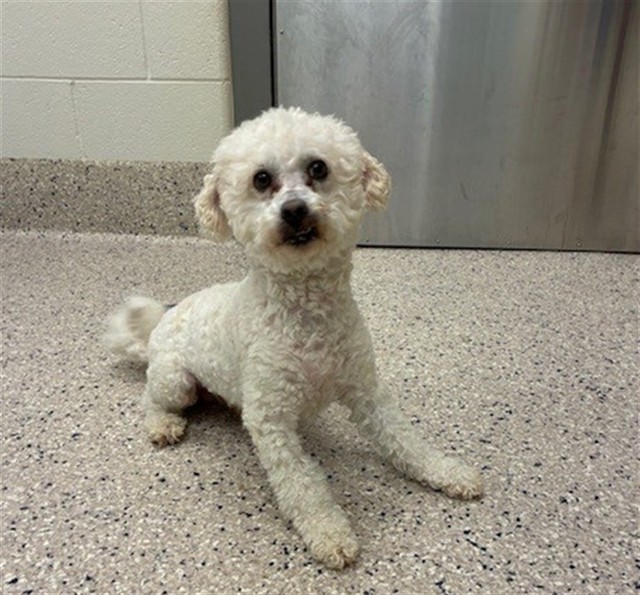 Shelter Stray Male Dog last seen Near BLOCK WASHINGTON CENTER PKWY, 12155 Park Blvd, Brighton, CO 80601, USA