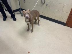 Shelter Stray Female Dog last seen Near BLOCK N 12TH ST, 3839 W Burnham St, West Milwaukee, WI 53215, USA
