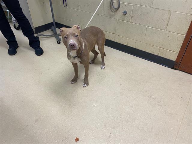 Shelter Stray Female Dog last seen Near BLOCK N 12TH ST, 3839 W Burnham St, West Milwaukee, WI 53215, USA